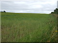 Crop field off the A15 in NG34 8BU