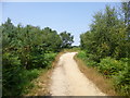 North Plumley, forestry road in SP6 3DF