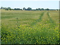 Field of barley next to Gravel Drove, Witcham in CB6 2LE