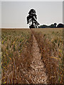 Footpath through the wheat in BA14 6BP