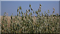 Field of oats in BA14 6EQ