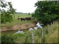 Cattle beside the Hampeth Burn in NE65 9LF
