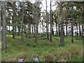 Woodland near Standingstones in AB32 6XA
