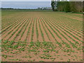 Flat farmland on Lutton Marsh in PE12 9LL