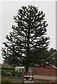 Monkey Puzzle Tree, Holbeach Drove Gate in Holbeach Drove