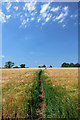 Footpath through the barley in BA14 6EP