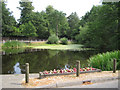 Begonias and bollards by a pond, Hurst in RG10 0DR