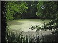 Pond among a triangle of roads, Hurst in RG10 0DR