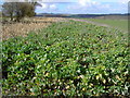 Field near Stibb Green, Wiltshire in SN8 3AS