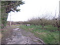Abandoned orchard by Chantler's Hill in TN12 6GE