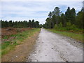 Ashley Heath, forestry road in BH24 3QE