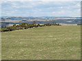 Farmland and gorse northwest of Beukley in NE19 2LD