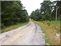 Ashley Heath, forestry road in BH24 3FN