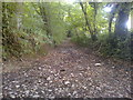 Bridleway in Chewton Wood in BS39 5BA