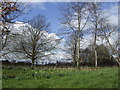 Early spring ; Stanton Fitzwarren in SN6 7SG