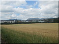 A crop nearing harvest near Crieff in Perthshire in PH7 3RS
