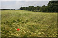 Poppy in a Barley Field in YO60 6NU