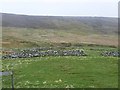 Stone walls and moorland, Upperdale in ZE2 9PE