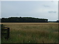 Crop field towards New Plantation in Tithby