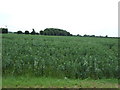 Crop field off Harby Road in NG13 9HB