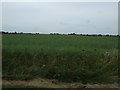 Crop field, Langar Lodge in NG13 9HY