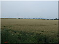 Crop field, Boundary Farm in NG31 8PT