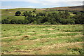 Mown meadow behind Potgill Holme in LA10 5NU