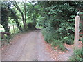 Track adjacent to Perrett's Copse in RH20 2NU