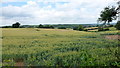Cereal-growing land west of Redditch in B97 6QD