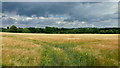 Barley field east of Alvechurch in B48 7ST