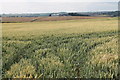 Crop Field towards Brookenby in Swinhope