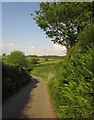 Lane to Trewashford Farm in PL12 6QR