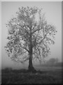 Tree in Freezing Fog in CO9 2QW