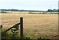 Horse Paddocks seen from Footpath in SO41 8LR