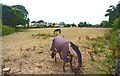 Horse Paddock near Bowling Green in SO41 8LR