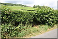 Roadside hedge south of entrance to Beck House in LA6 2EY