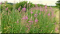 Willowherb by the Radford Road in B48 7AZ