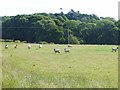 Field with sheep near Parkgate Farm in DG12 5LW
