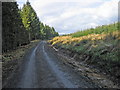 Forest road near Comb Hill in Tarset
