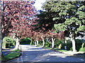 Maple Trees Lower Broadsands Road in TQ4 6JH