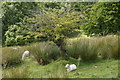 Sheep sheltering beneath a hawthorn above Nantgwynant  in LL55 4NW