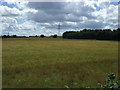 Crop field towards the A1 in NE13 7BZ