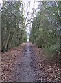 Footpath in Stanford Wood in RG7 6JX