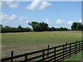 Grazing, Morley Hill Farm in NE13 7FR