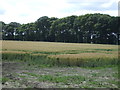 Crop field towards Beeftub Plantation in NE13 9EX