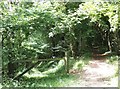 Path junction, Adcombe Wood in TA3 7DD