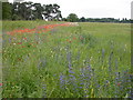 Arable field margin at Bodney, Norfolk in Hilborough
