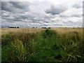 Footpath through a wheat field in FY6 9BN