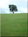 Tree on the crest of a hill in Gratton