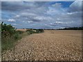 Wheat Field Adjoining Brecks Lane in S66 2BG